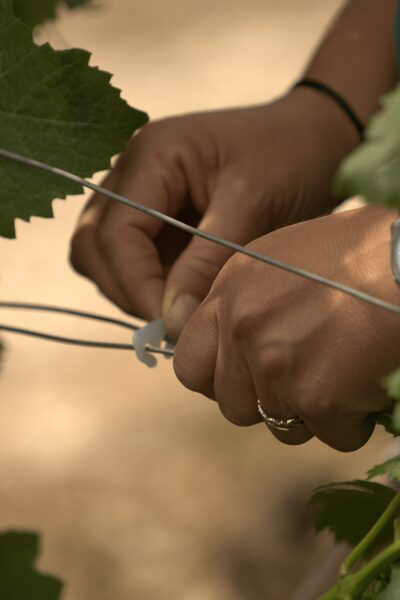 Main attachant des fils métalliques près de feuilles de vigne, geste lié au jardinage.