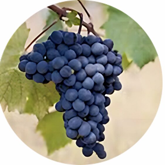 Grappe de raisins noirs sur une branche avec feuilles vertes en arrière-plan.