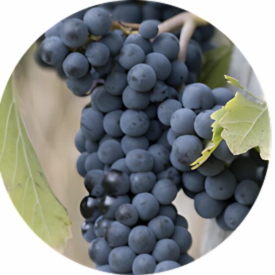 Grappe de raisins noirs mûrs sur vigne avec feuilles vertes visibles.