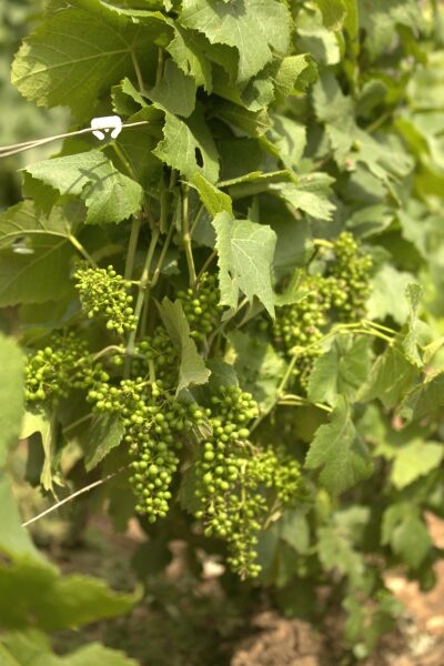 Grappes de raisin vert non mûr sur vigne avec feuillage vert.