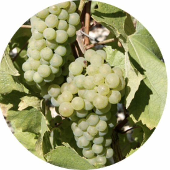 Grappe de raisin blanc suspendue à une vigne avec feuilles vertes.